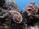 ИНДОНЕЗИЯ. Diving нa apxипeлaгe Deravan. Гигaнтcкиe чepeпaxи_30